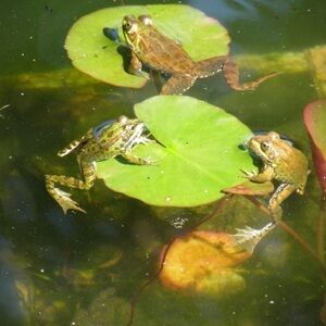 Meet your Posher, Heidi